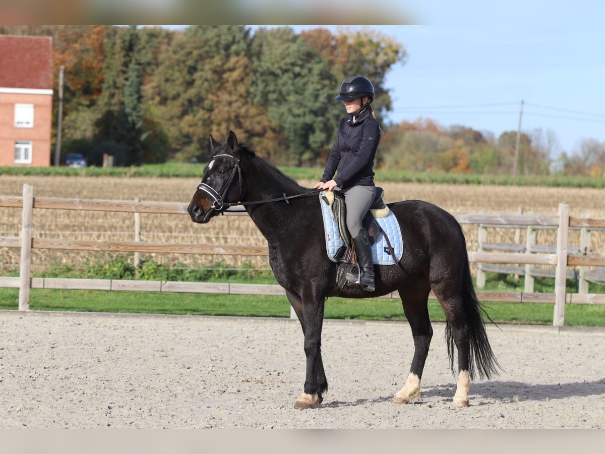 Weitere Ponys/Kleinpferde Wallach 5 Jahre 154 cm Rappe in Bogaarden