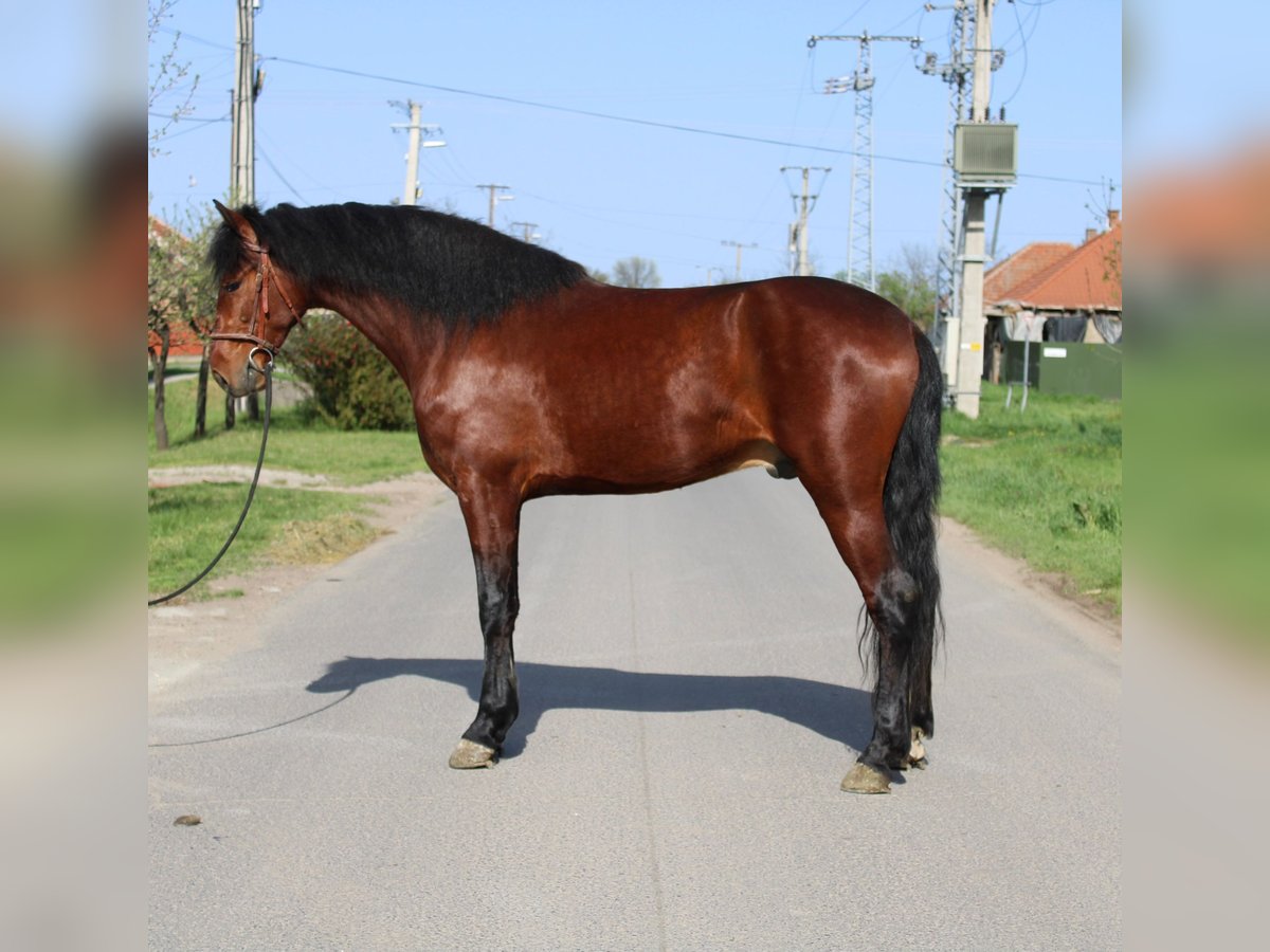 Weitere Ponys/Kleinpferde Wallach 5 Jahre 155 cm Brauner in B&#xE9;k&#xE9;s