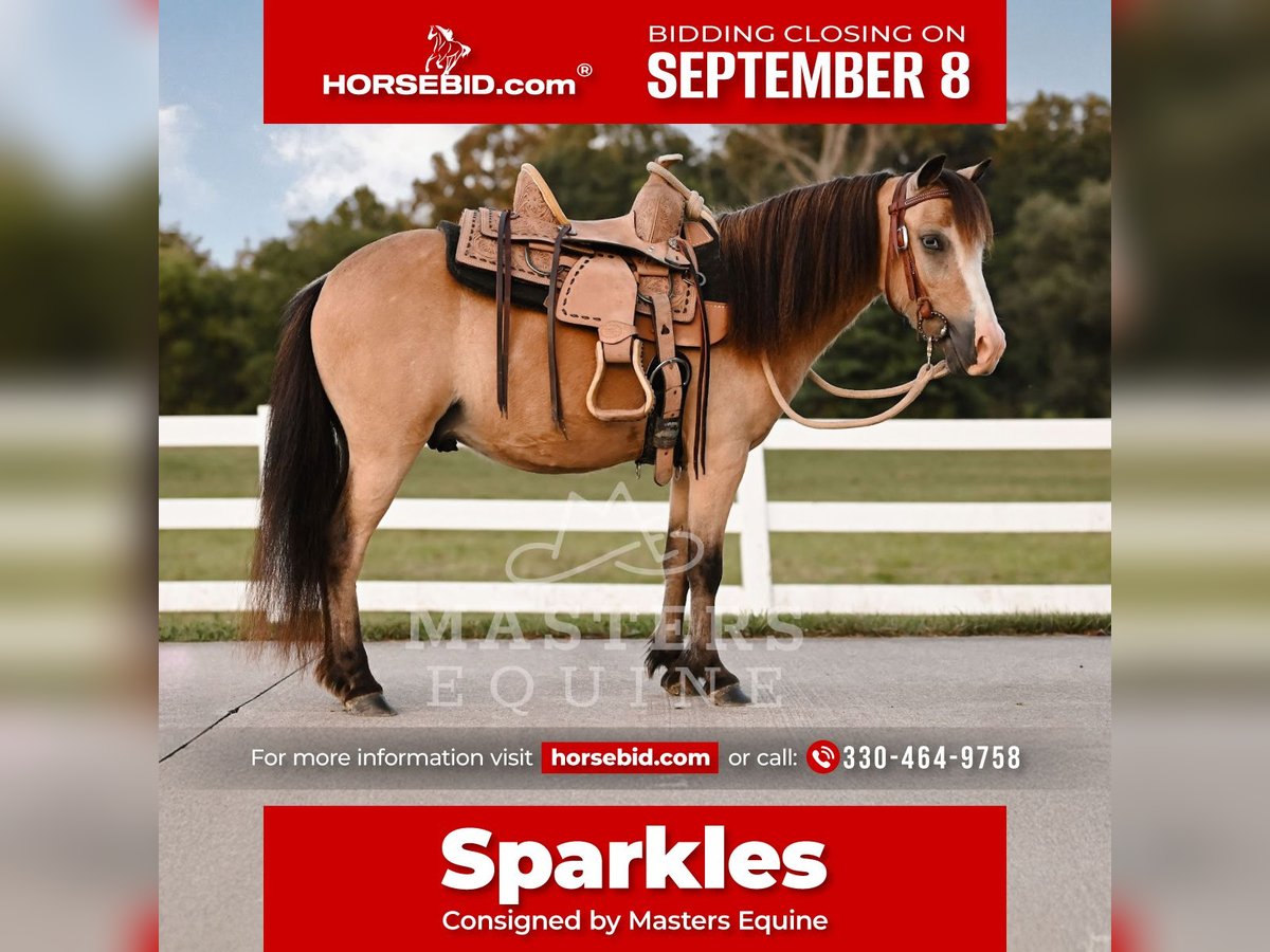 Weitere Ponys/Kleinpferde Wallach 5 Jahre 97 cm Buckskin in Orrville