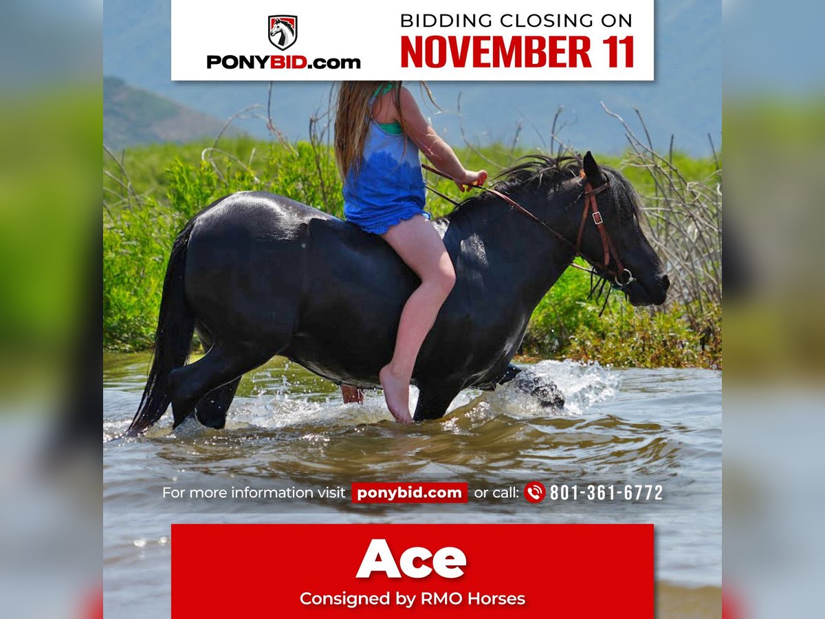 Weitere Ponys/Kleinpferde Wallach 6 Jahre 109 cm Rappe in Heber City