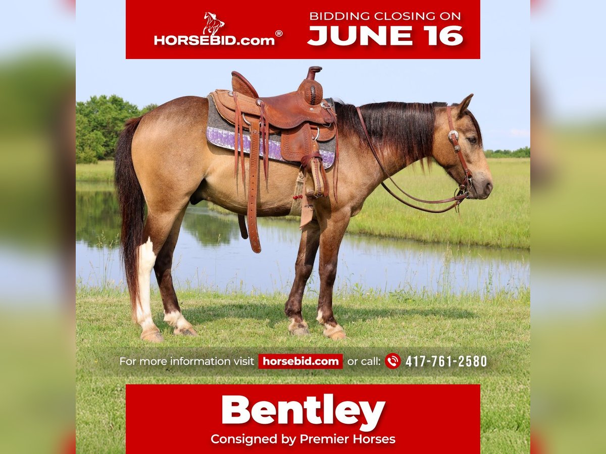 Weitere Ponys/Kleinpferde Wallach 6 Jahre 122 cm Buckskin in Buffalo, MO