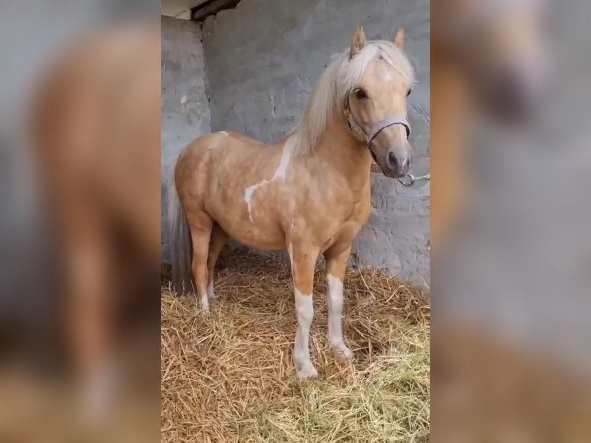Weitere Ponys/Kleinpferde Wallach 6 Jahre 123 cm Palomino in Rechnitz Weitere Ponys/Kleinpferde Wallach 6 Jahre 123 cm Palomino in Rechnitz