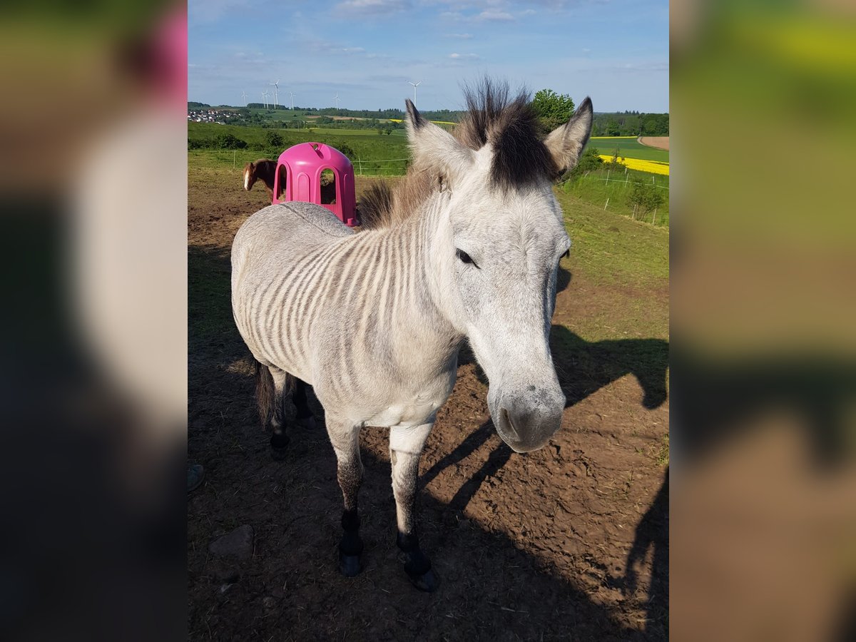 Weitere Ponys/Kleinpferde Mix Wallach 6 Jahre 125 cm in Gr&#xFC;nberg