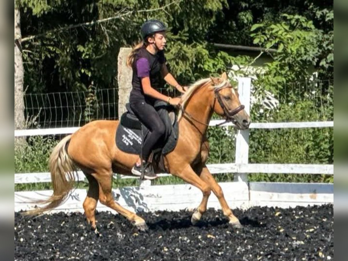 Weitere Ponys/Kleinpferde Wallach 6 Jahre 125 cm Palomino in Rechnitz