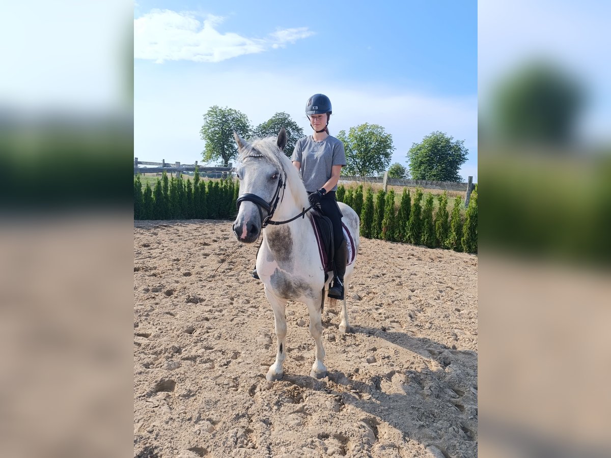 Weitere Ponys/Kleinpferde, Wallach in Neu Gaarz