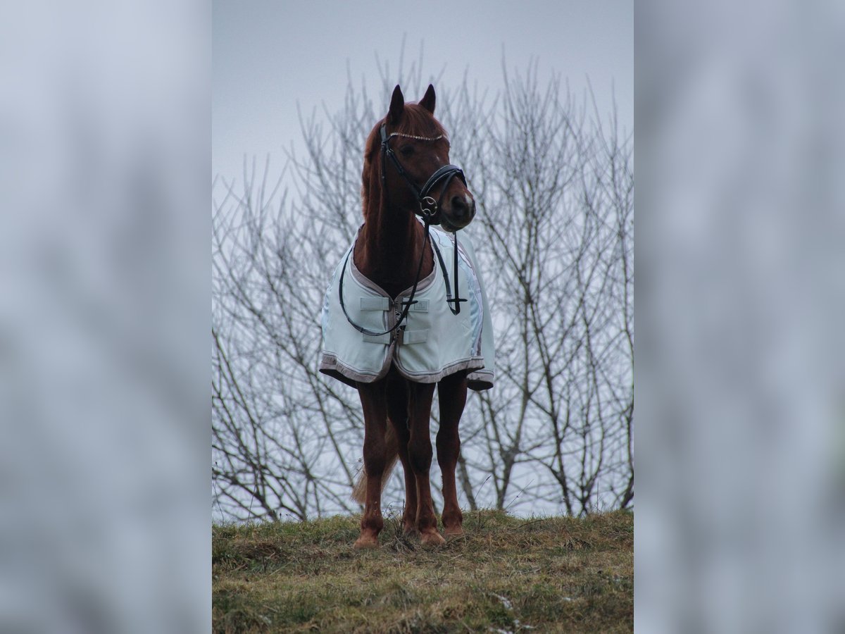 Weitere Ponys/Kleinpferde Mix Wallach 6 Jahre 141 cm Rotfuchs in Loßburg