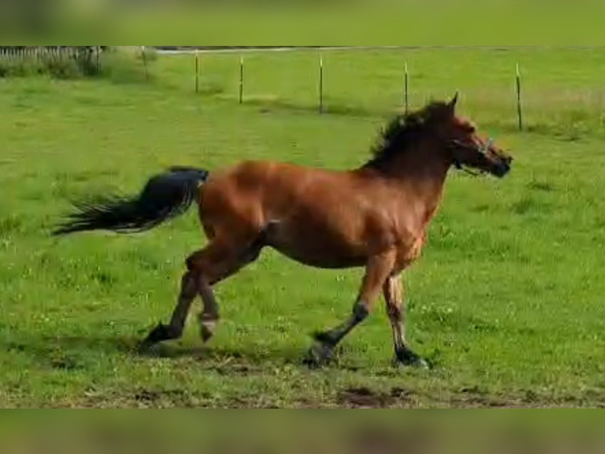 Weitere Ponys/Kleinpferde Wallach 6 Jahre 145 cm Brauner in München Weitere Ponys/Kleinpferde Wallach 6 Jahre 145 cm Brauner in München