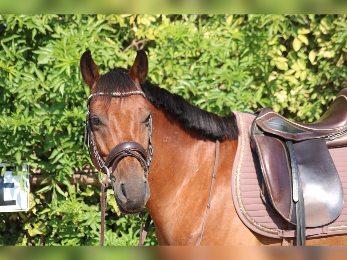 Weitere Ponys/Kleinpferde Mix Wallach 6 Jahre 145 cm Brauner in Hohenruppersdorf
