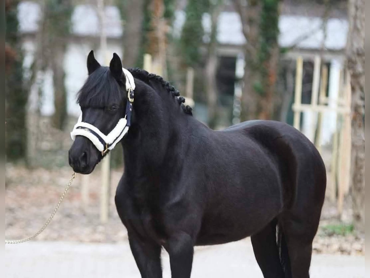 Weitere Ponys/Kleinpferde Wallach 6 Jahre 145 cm Rappe in Budapest