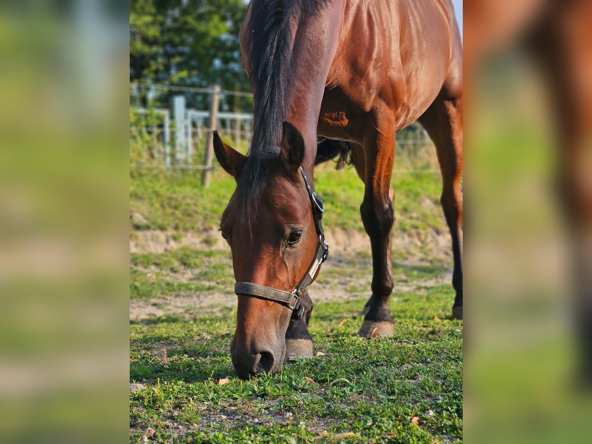 Weitere Ponys/Kleinpferde Wallach 6 Jahre 146 cm Brauner in Niederzier