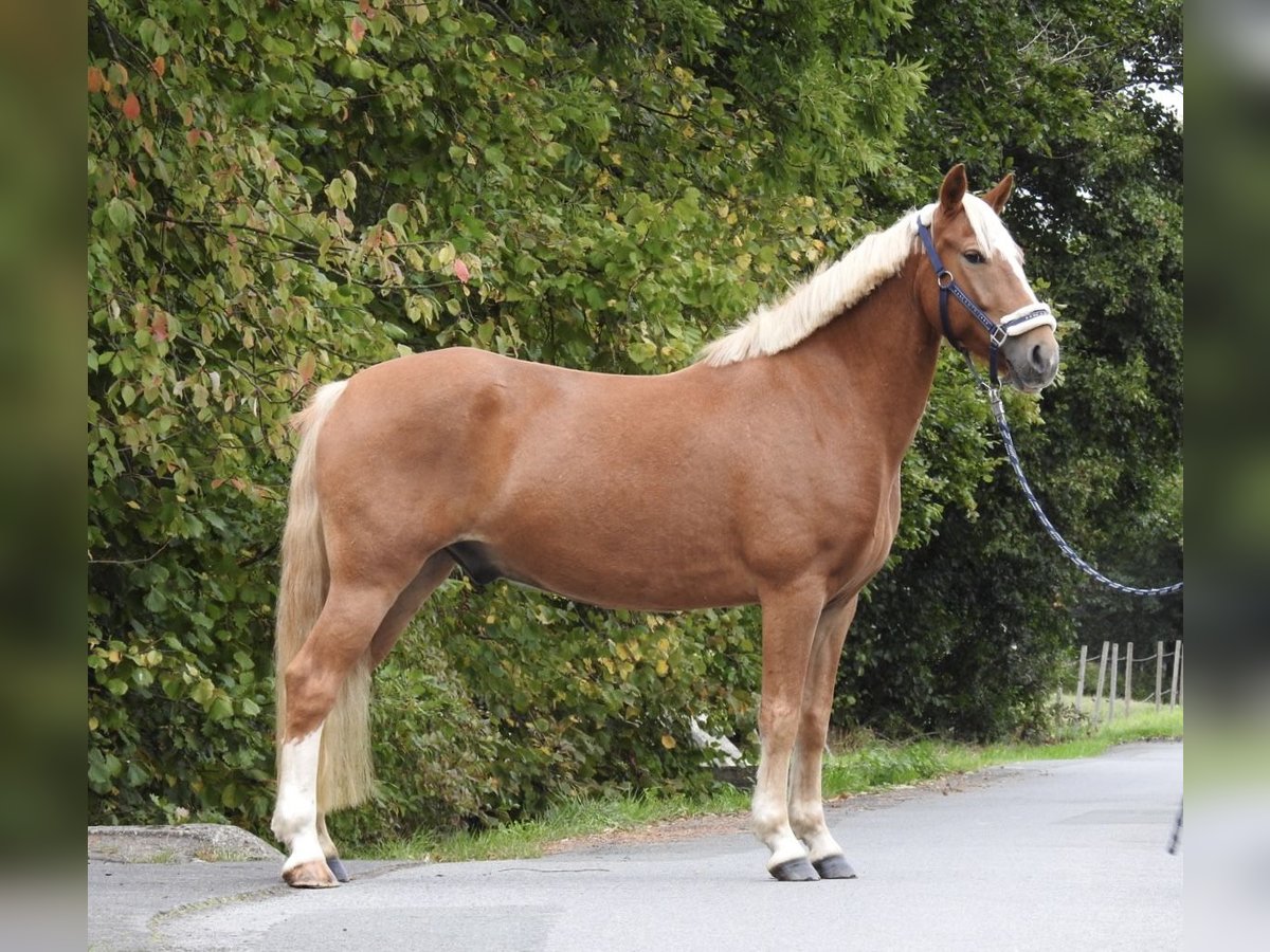 Weitere Ponys/Kleinpferde Wallach 6 Jahre 146 cm Fuchs in Verl