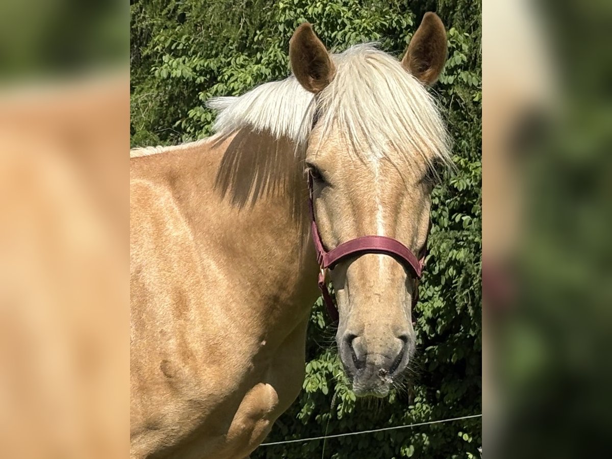 Weitere Ponys/Kleinpferde Wallach 6 Jahre 148 cm Palomino in Hohenthann