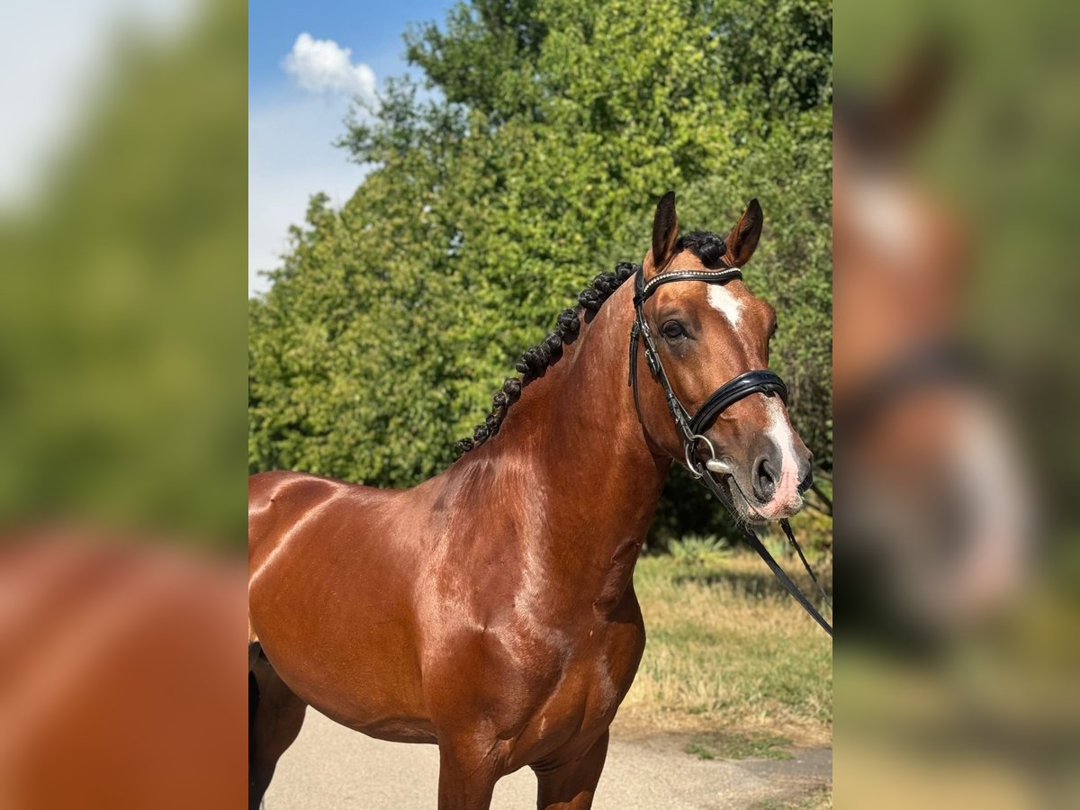 Weitere Ponys/Kleinpferde Wallach 6 Jahre 149 cm Brauner in Schlins