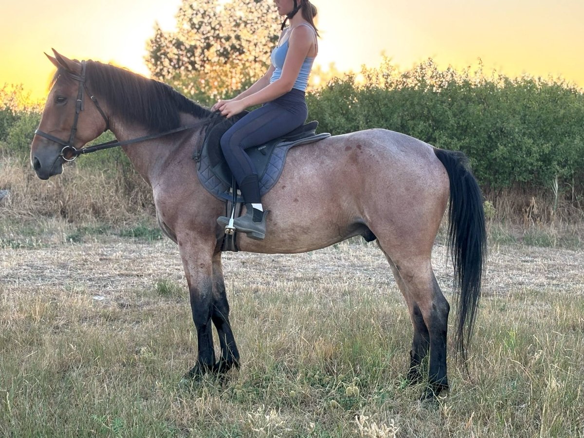 Weitere Ponys/Kleinpferde Wallach 6 Jahre 150 cm Rotschimmel in Békés Weitere Ponys/Kleinpferde Wallach 6 Jahre 150 cm Rotschimmel in Békés