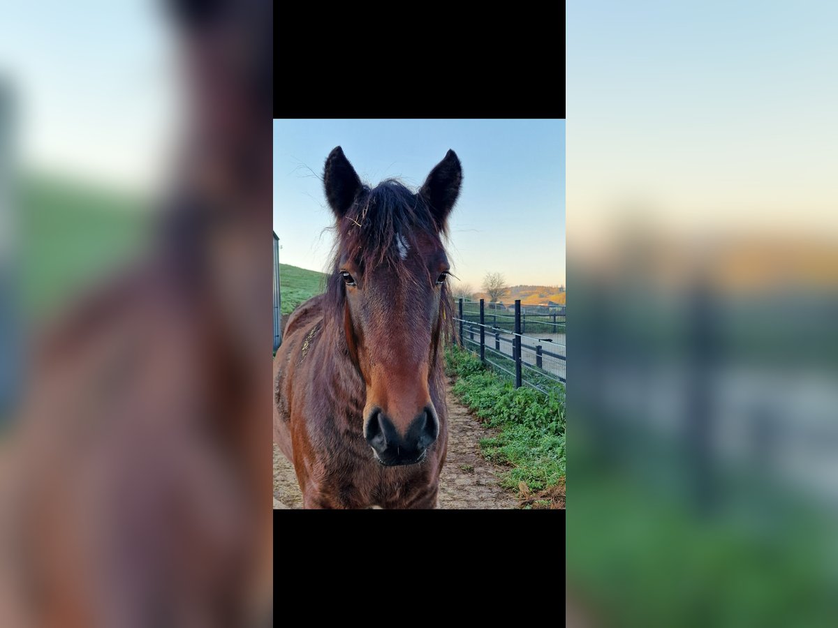 Weitere Ponys/Kleinpferde Wallach 6 Jahre 152 cm Brauner in Burbach
