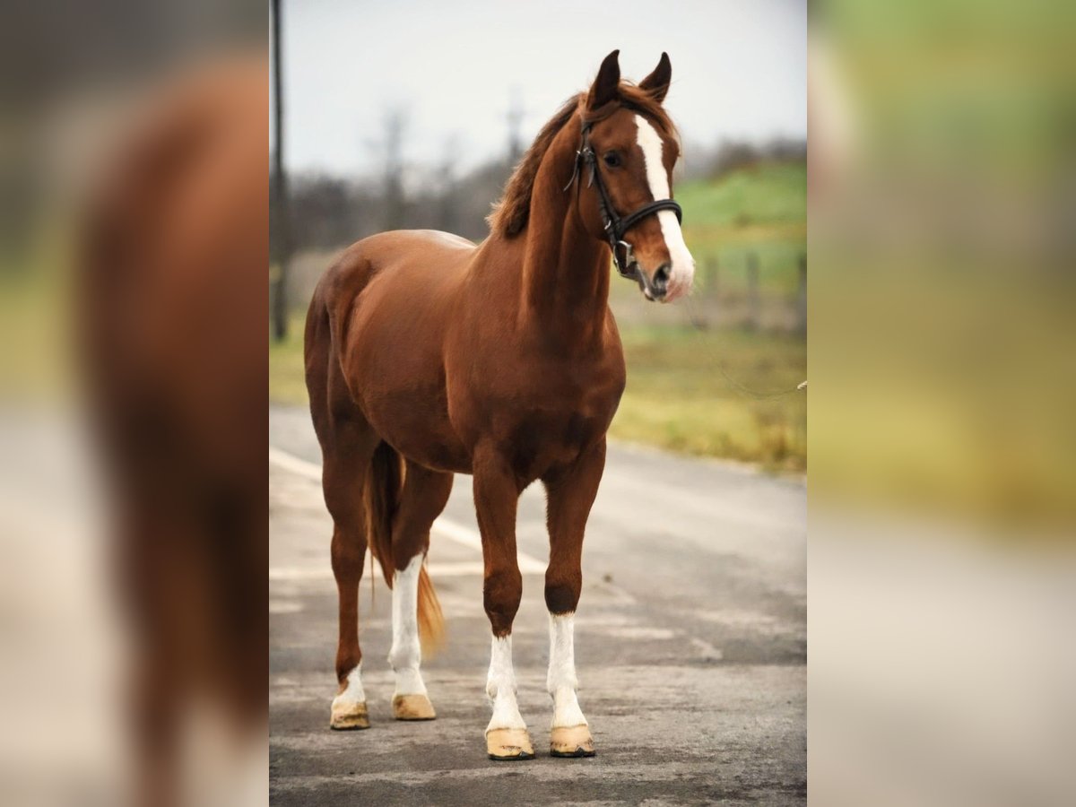 Weitere Ponys/Kleinpferde Mix Wallach 6 Jahre 153 cm Fuchs in B&#xE9;k&#xE9;scsaba