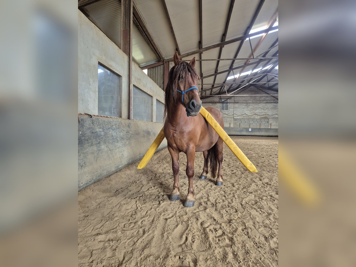 Weitere Ponys/Kleinpferde Mix Wallach 6 Jahre 155 cm Fuchs in W&#xFC;lfrath