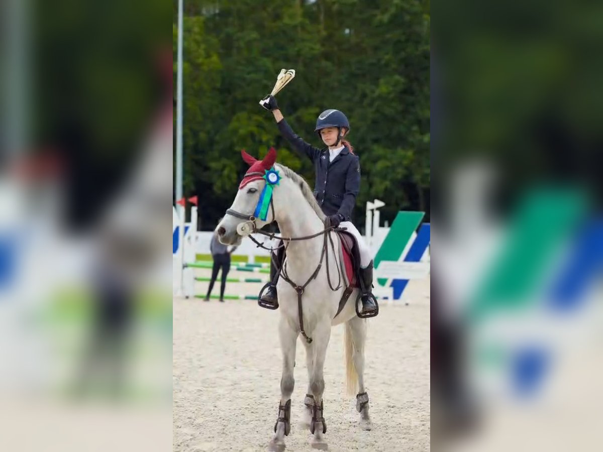 Weitere Ponys/Kleinpferde Wallach 6 Jahre 160 cm Schimmel in Szczecin