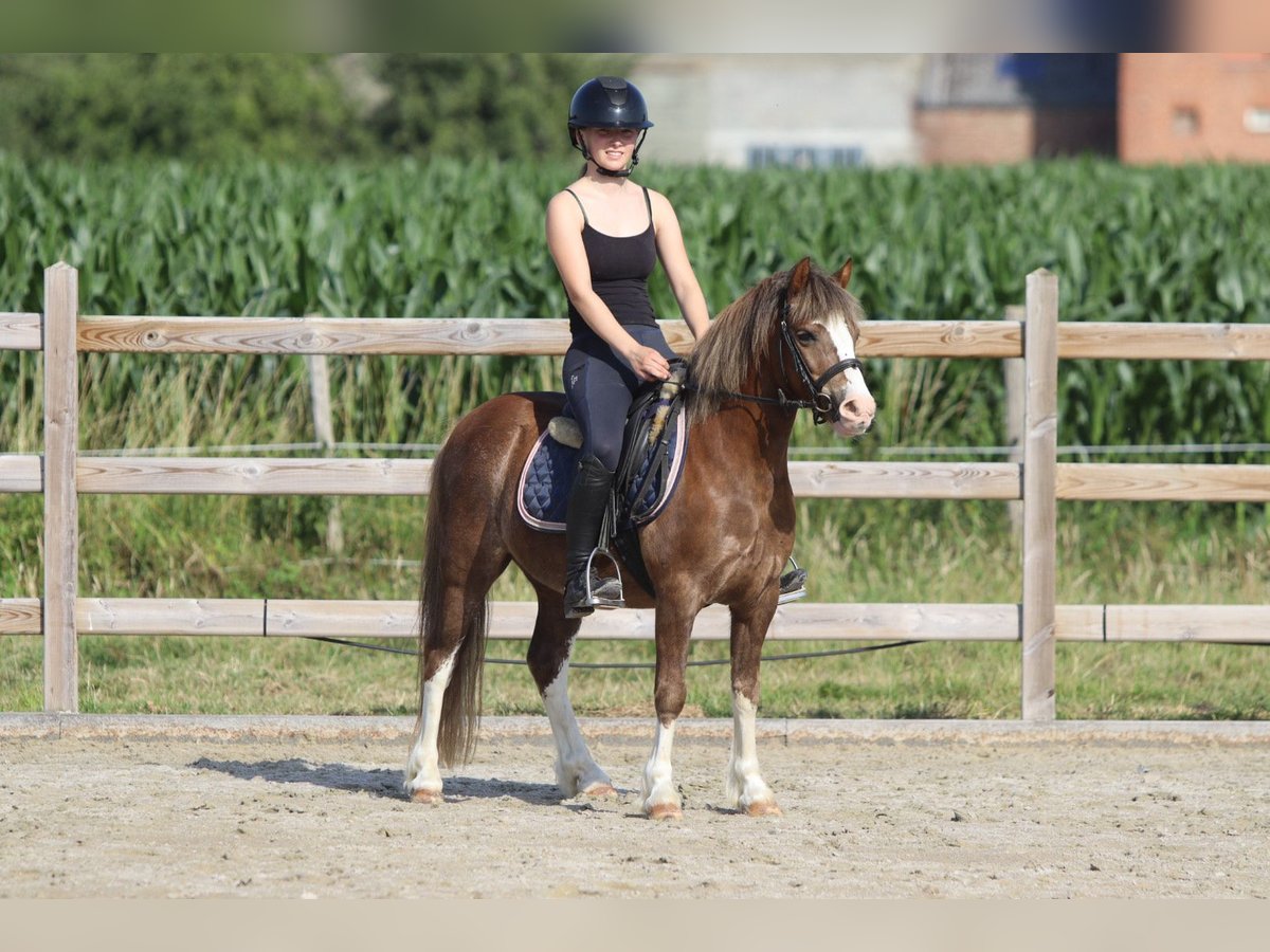 Weitere Ponys/Kleinpferde Wallach 7 Jahre 117 cm Brauner in Bogaarden