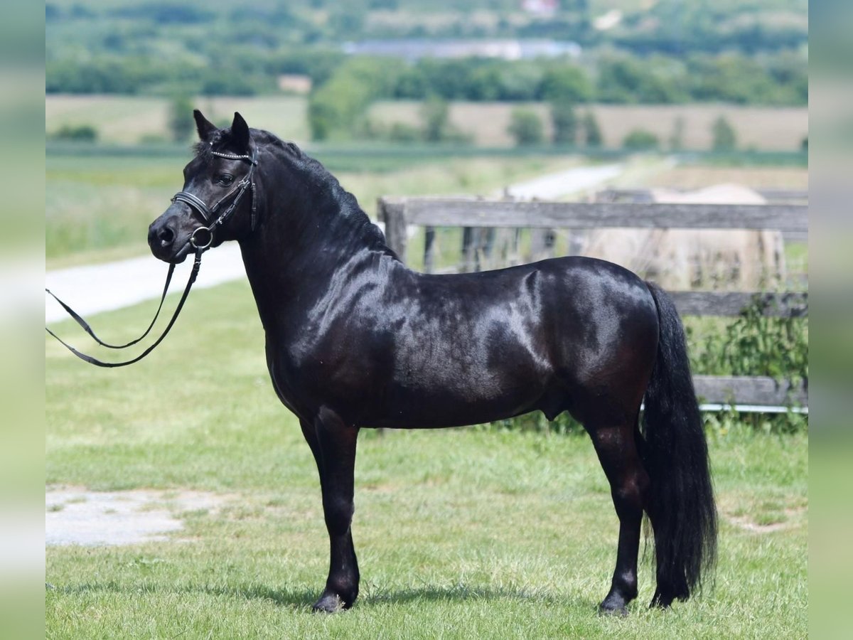 Weitere Ponys/Kleinpferde Wallach 7 Jahre 123 cm Schecke in Rechnitz Weitere Ponys/Kleinpferde Wallach 7 Jahre 123 cm Schecke in Rechnitz