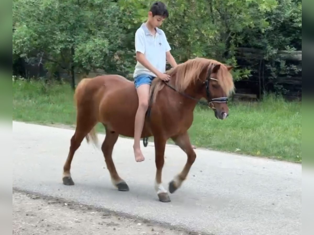 Weitere Ponys/Kleinpferde Wallach 7 Jahre 125 cm Fuchs in Rechnitz