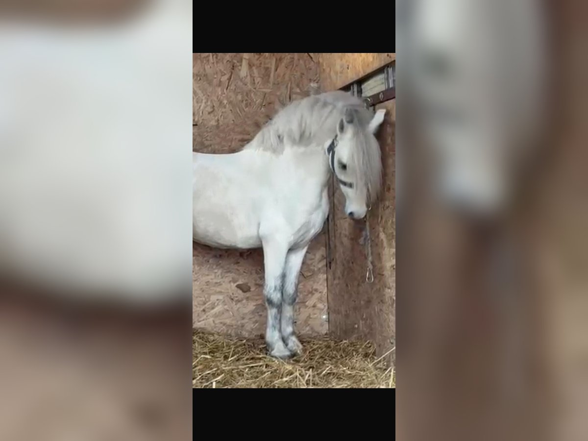 Weitere Ponys/Kleinpferde Wallach 7 Jahre 125 cm Schimmel in Rechnitz