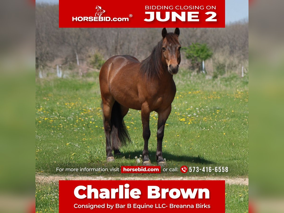 Weitere Ponys/Kleinpferde Wallach 7 Jahre 127 cm Rotbrauner in Macon, MO