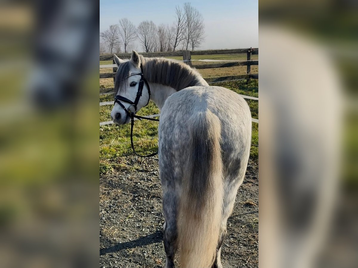 Weitere Ponys/Kleinpferde Wallach 7 Jahre 128 cm Schimmel in Rechnitz