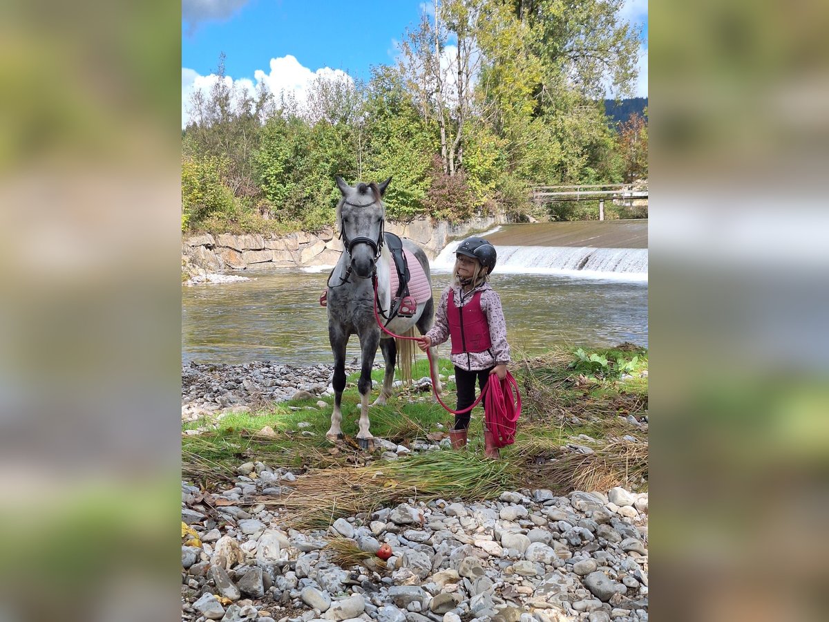 Weitere Ponys/Kleinpferde Wallach 7 Jahre 130 cm Schimmel in Pelmberg
