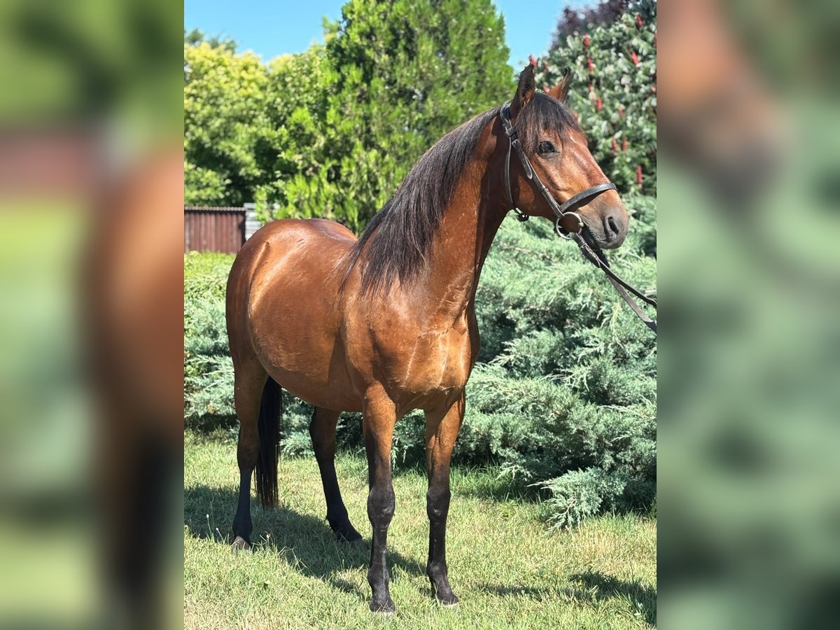 Weitere Ponys/Kleinpferde Wallach 7 Jahre 132 cm Brauner in B&#xE9;k&#xE9;s