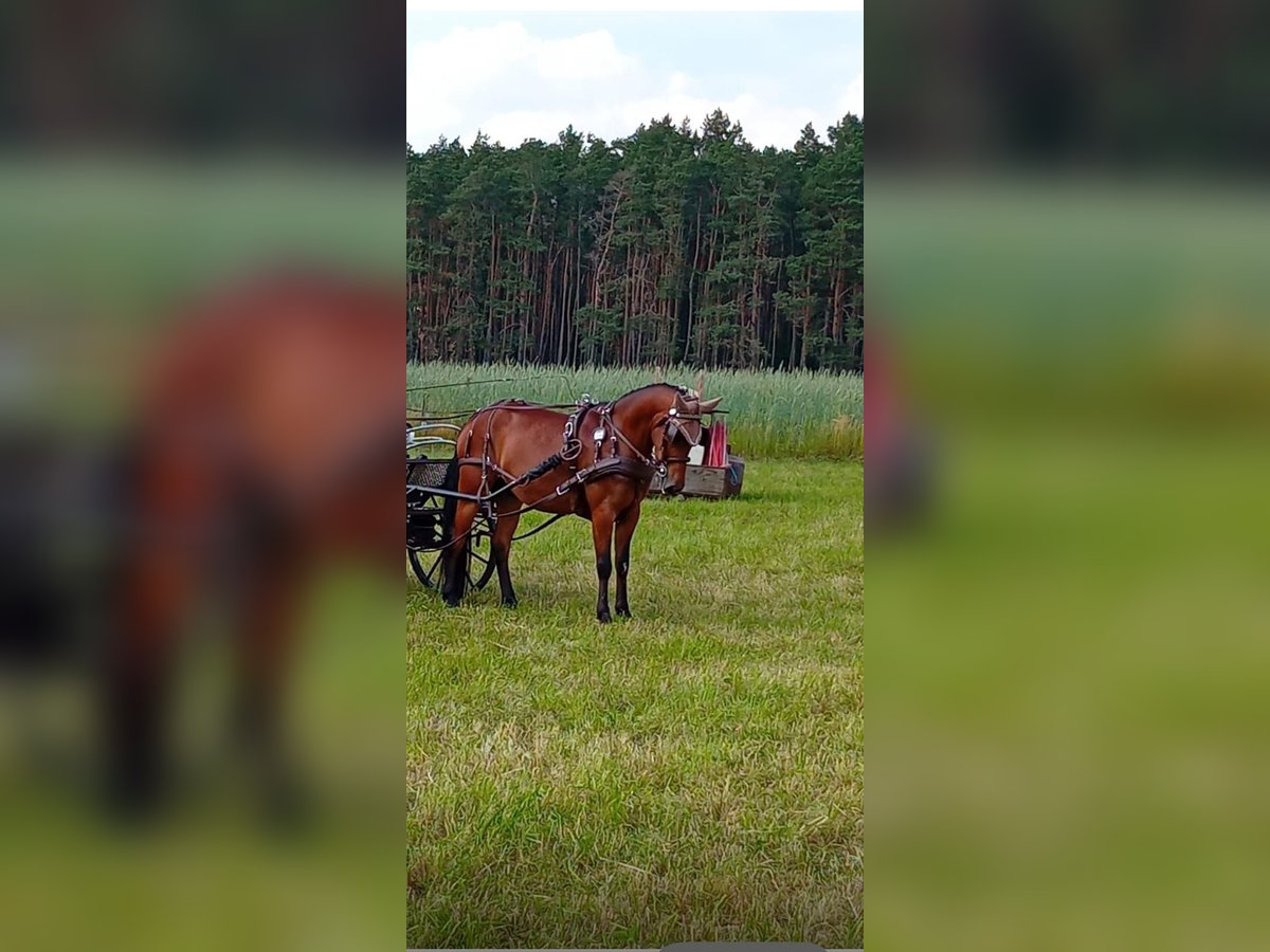 Weitere Ponys/Kleinpferde Wallach 7 Jahre 140 cm Brauner in Einbeck
