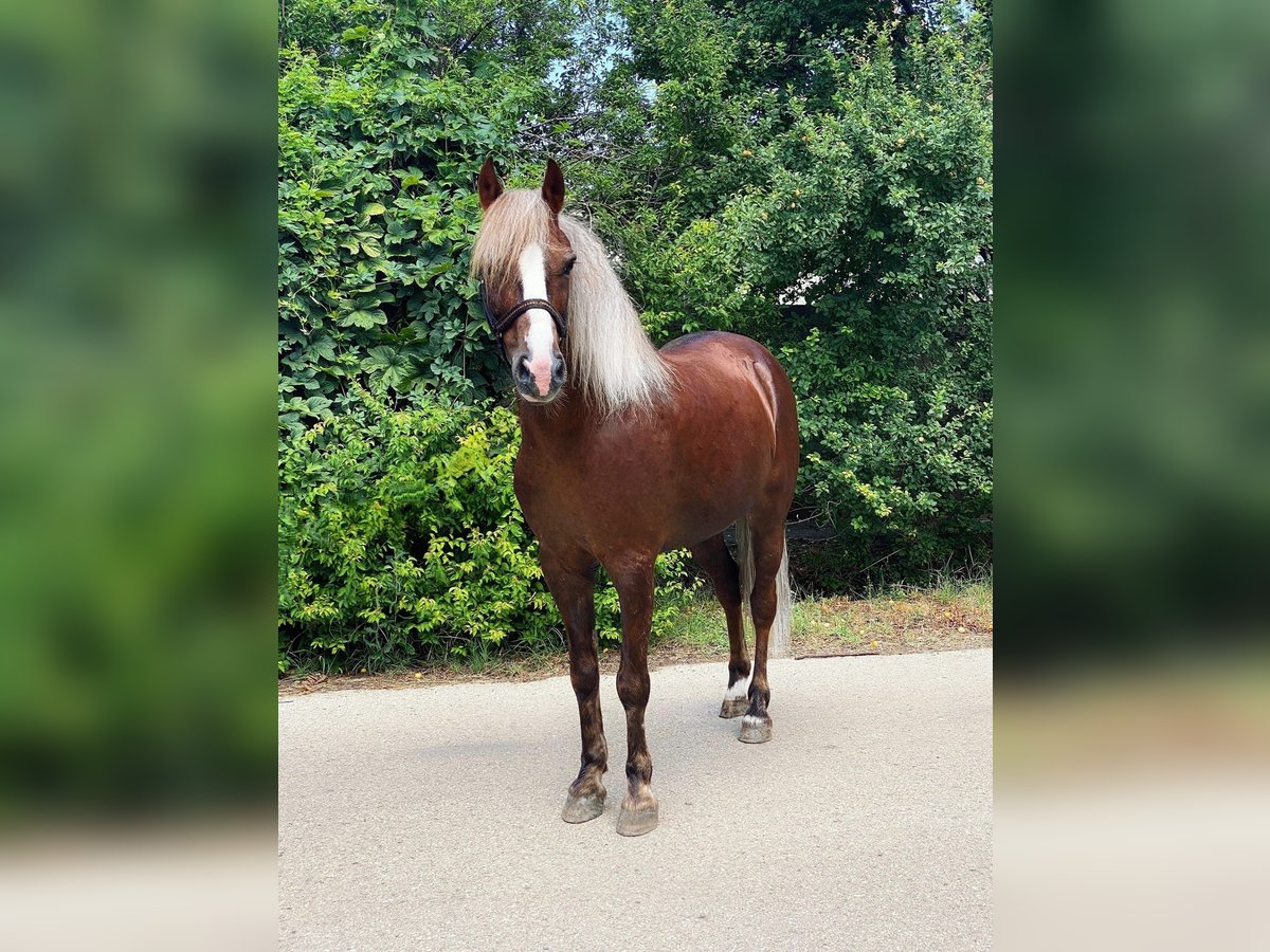 Weitere Ponys/Kleinpferde Wallach 7 Jahre 142 cm Dunkelfuchs in B&#xE9;k&#xE9;scsaba