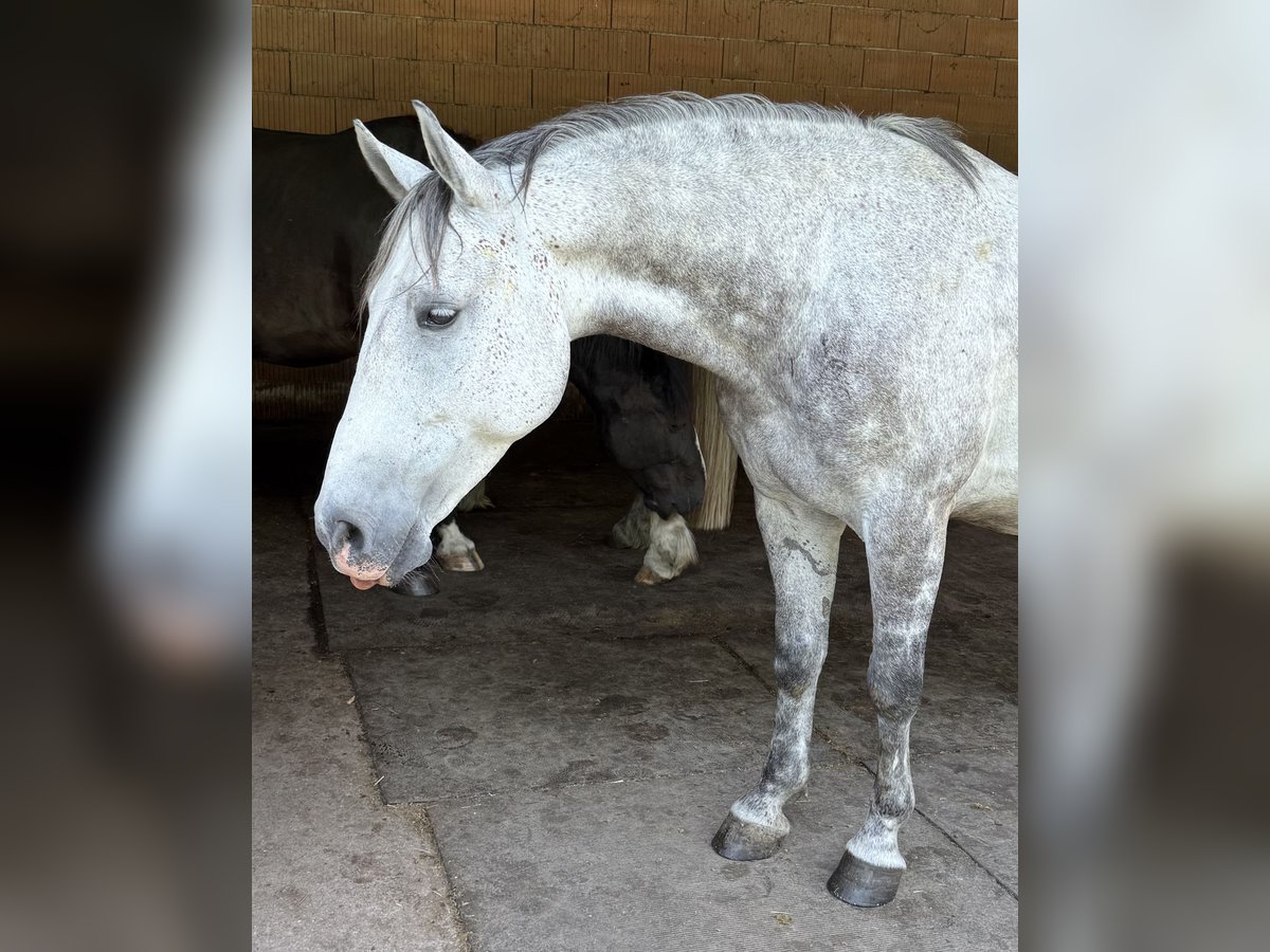 Weitere Ponys/Kleinpferde Wallach 7 Jahre 145 cm Apfelschimmel in Medlingen