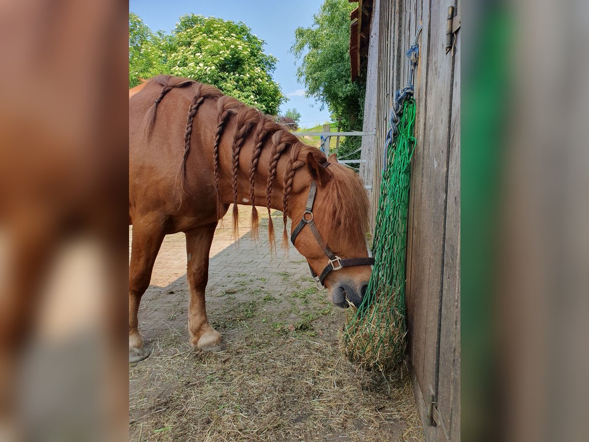 Weitere Ponys/Kleinpferde Wallach 7 Jahre 145 cm Fuchs in Breitenthal