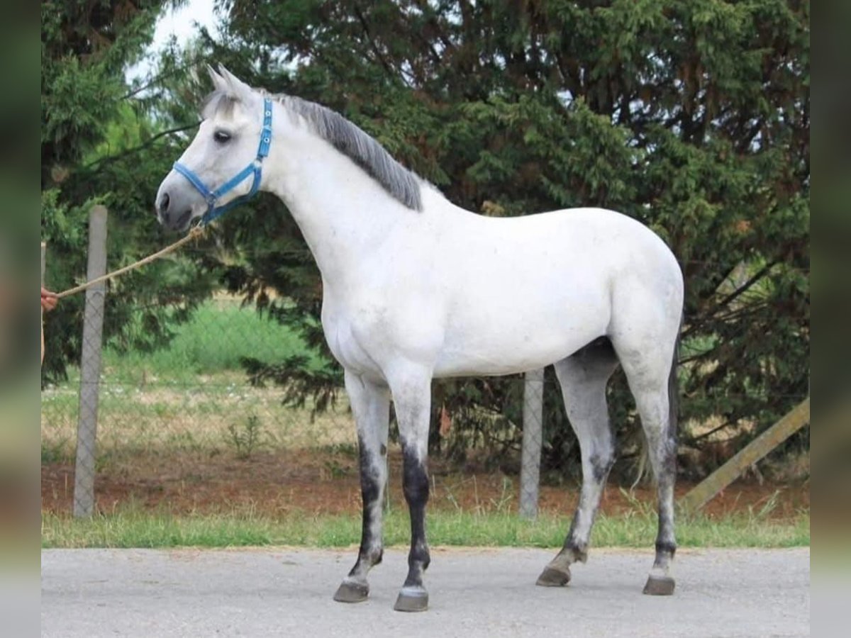 Weitere Ponys/Kleinpferde Wallach 7 Jahre 146 cm Schimmel in B&#xE9;k&#xE9;scsaba