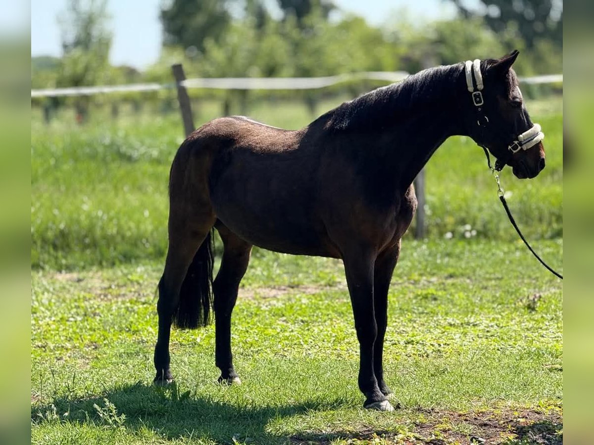 Weitere Ponys/Kleinpferde Wallach 7 Jahre 147 cm Dunkelbrauner in Bócsa