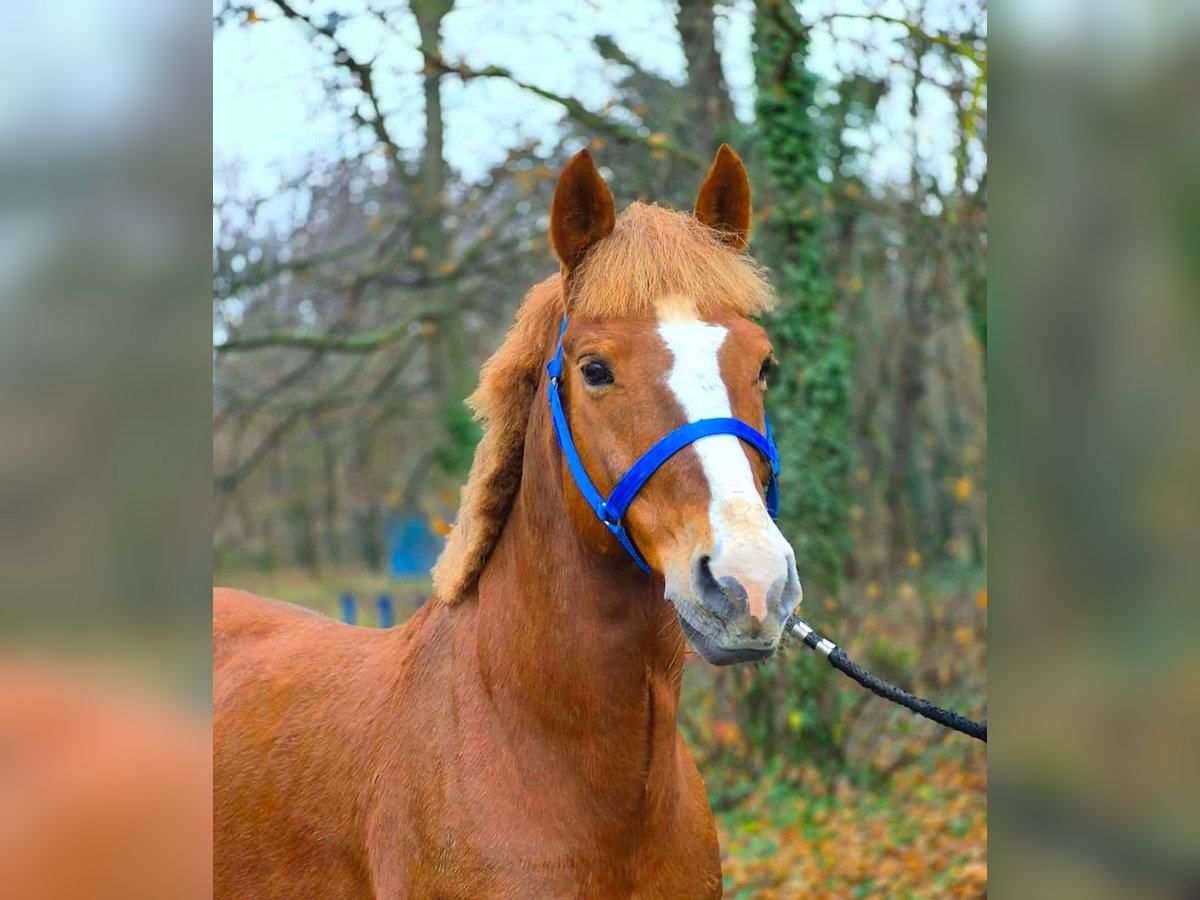 Weitere Ponys/Kleinpferde Wallach 7 Jahre 147 cm Fuchs in B&#xE9;k&#xE9;scsaba