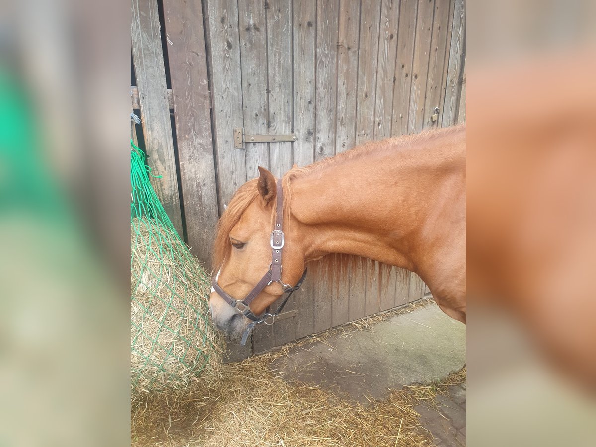 Weitere Ponys/Kleinpferde Wallach 7 Jahre 147 cm Fuchs in Breitenthal