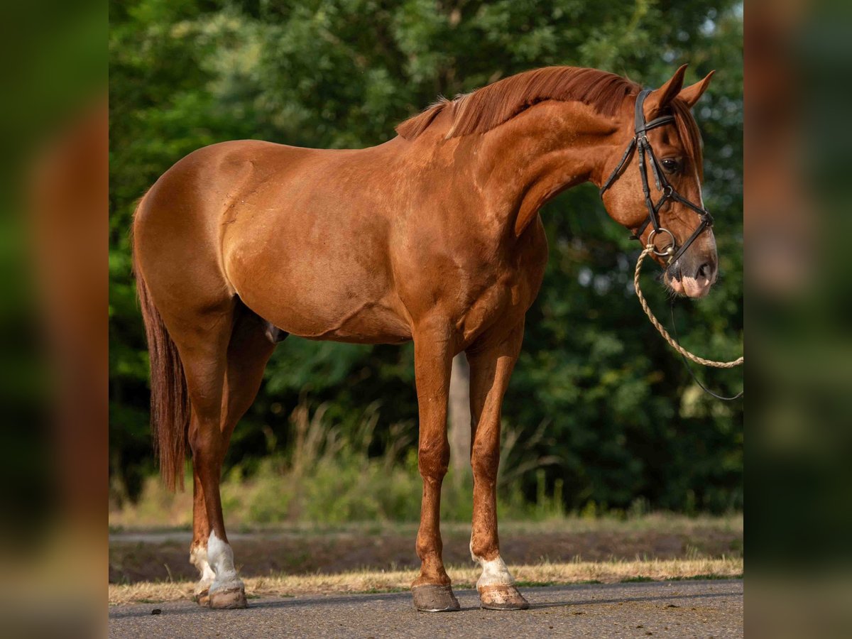 Weitere Ponys/Kleinpferde Wallach 7 Jahre 148 cm Fuchs in Mez&#x151;hegyes