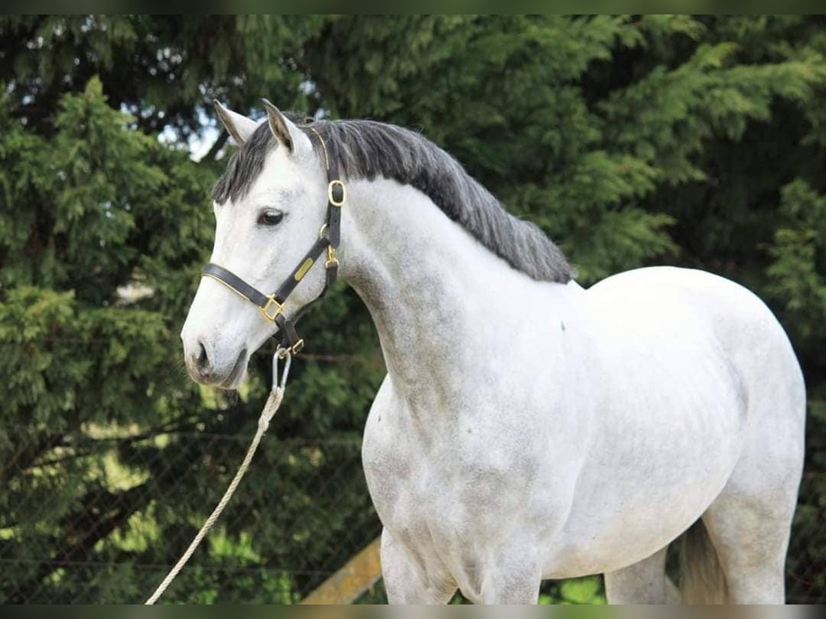 Weitere Ponys/Kleinpferde Wallach 7 Jahre 148 cm Schimmel in B&#xE9;k&#xE9;scsaba