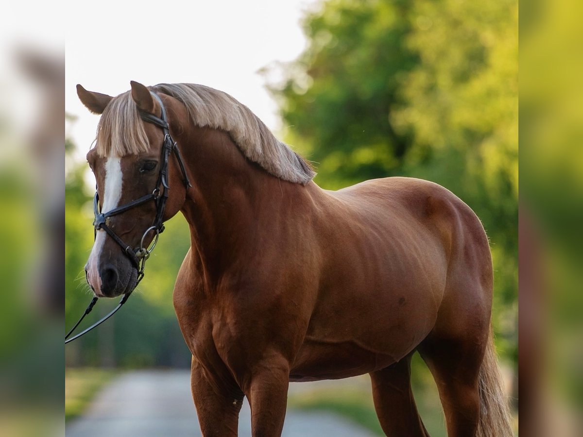 Weitere Ponys/Kleinpferde Wallach 7 Jahre 150 cm Fuchs in Mez&#x151;hegyes