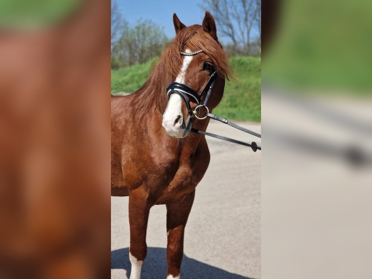 Weitere Ponys/Kleinpferde Wallach 7 Jahre 150 cm Fuchs in Szarvas