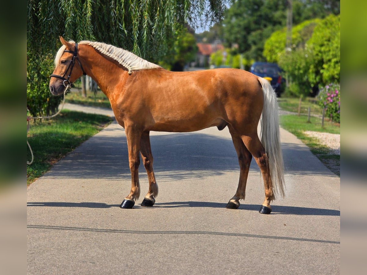 Weitere Ponys/Kleinpferde Wallach 7 Jahre 150 cm Palomino in B&#xE9;k&#xE9;scsaba