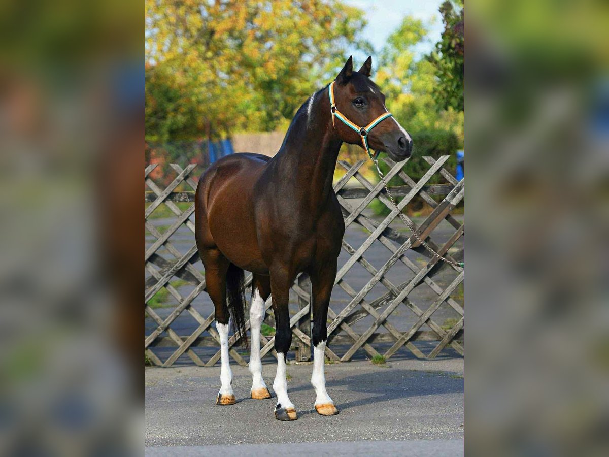 Weitere Ponys/Kleinpferde Wallach 7 Jahre 150 cm Schecke in Mezőhegyes Weitere Ponys/Kleinpferde Wallach 7 Jahre 150 cm Schecke in Mezőhegyes