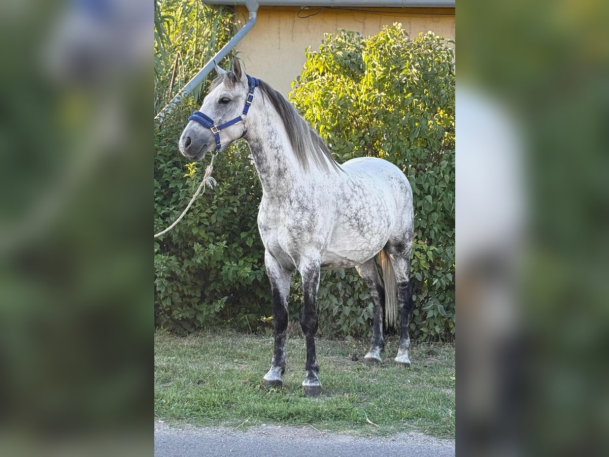 Weitere Ponys/Kleinpferde Wallach 7 Jahre 150 cm Schimmel in B&#xE9;k&#xE9;s