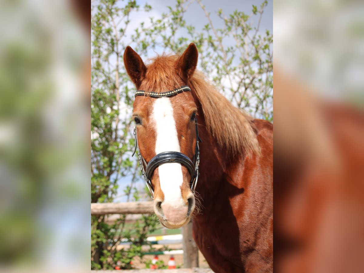 Weitere Ponys/Kleinpferde Mix Wallach 7 Jahre 153 cm Fuchs in Hohenruppersdorf