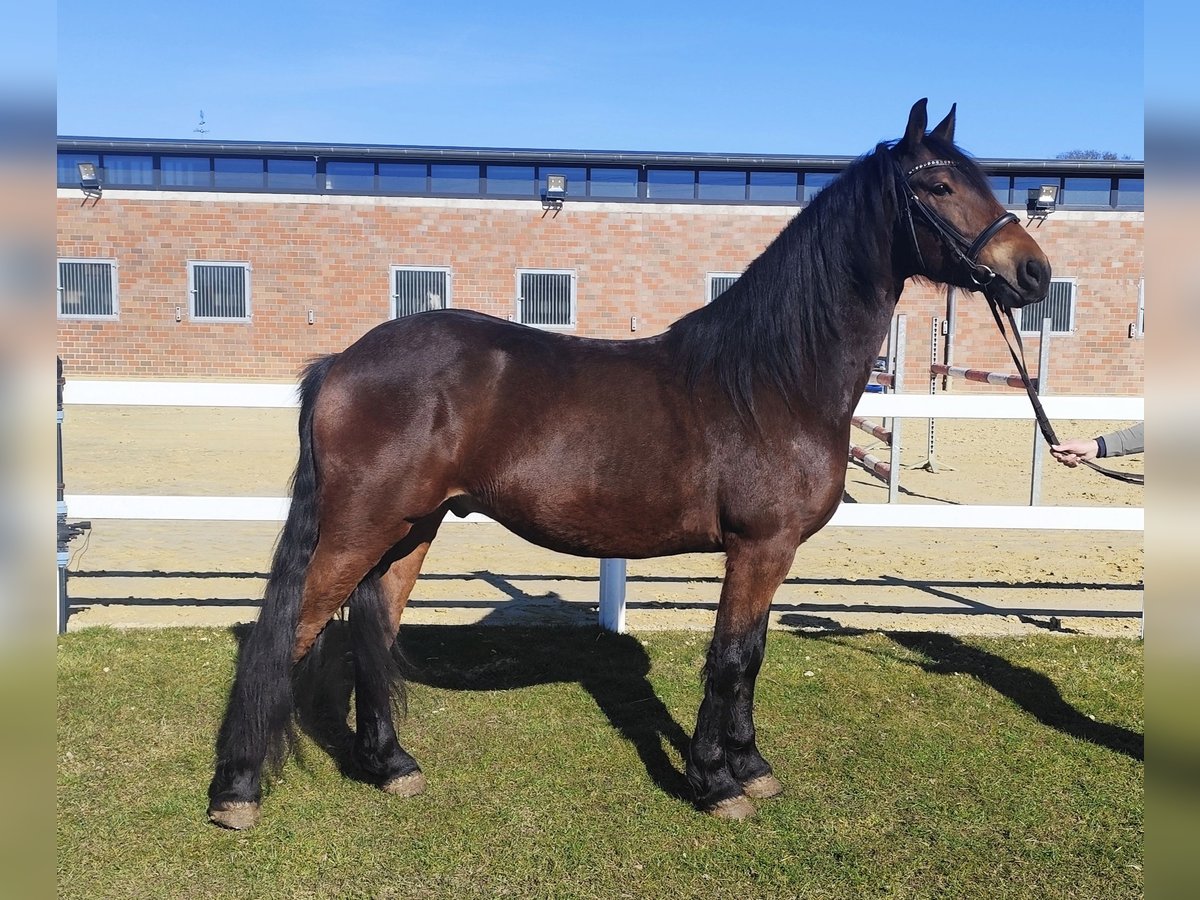 Weitere Ponys/Kleinpferde Wallach 7 Jahre 159 cm Dunkelbrauner in Bad Laer