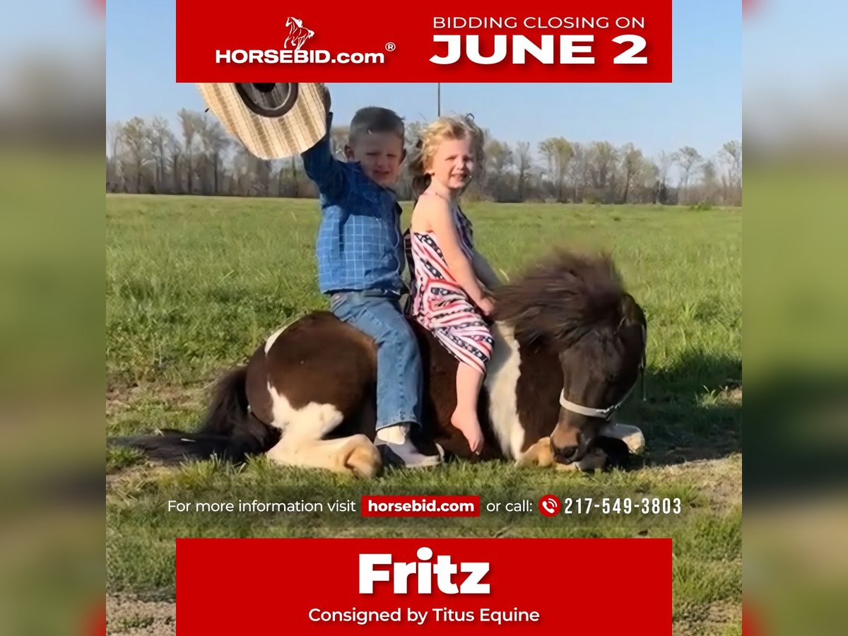 Weitere Ponys/Kleinpferde Wallach 8 Jahre 102 cm in Brownstown, IL