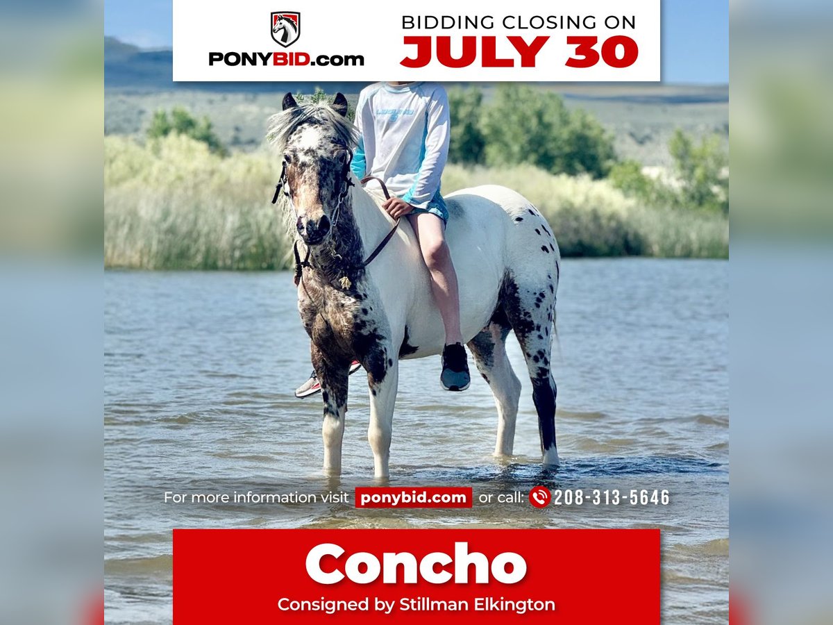 Weitere Ponys/Kleinpferde Wallach 8 Jahre 107 cm in Rigby, ID