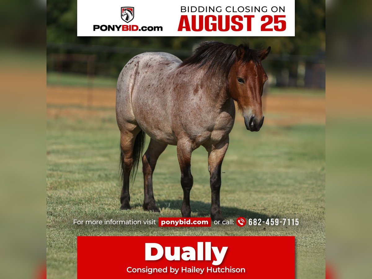 Weitere Ponys/Kleinpferde Wallach 8 Jahre 112 cm Roan-Bay in Joshua